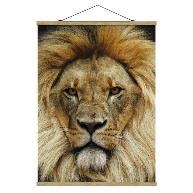 Billeder dyr Wisdom Of Lion