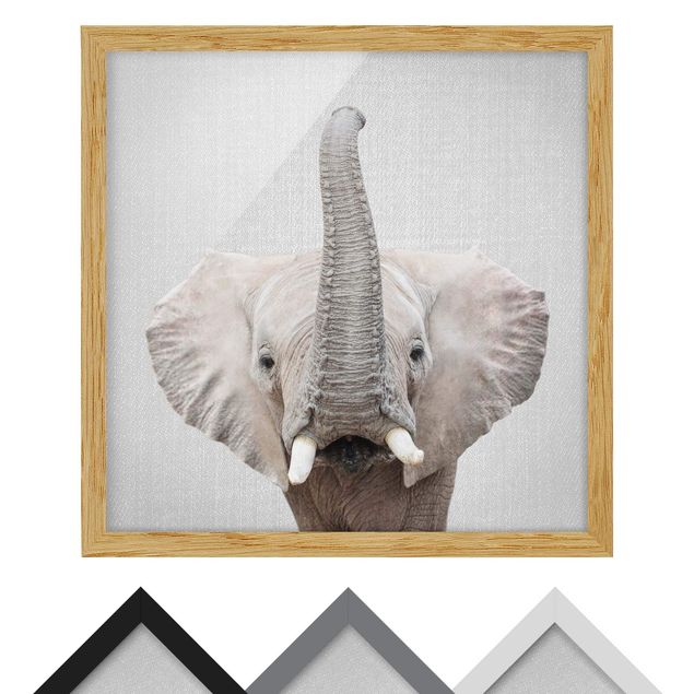 Billeder sort og hvid Elephant Ewald