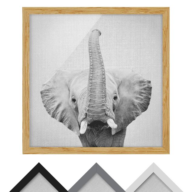 Billeder sort og hvid Elephant Ewald Black And White