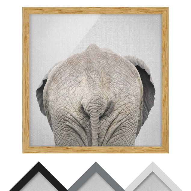 Billeder sort og hvid Elephant From Behind