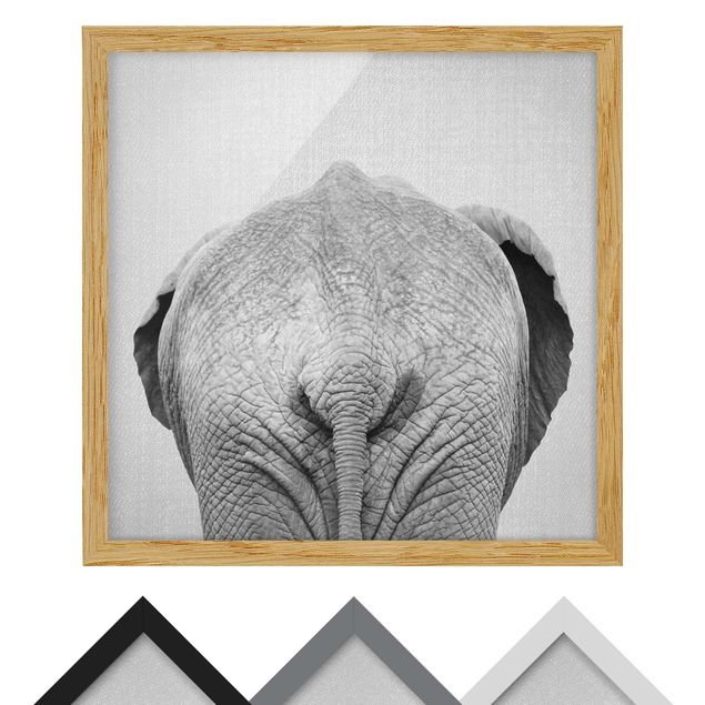 Billeder sort og hvid Elephant From Behind Black And White