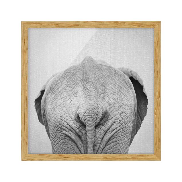 Indrammede plakater dyr Elephant From Behind Black And White