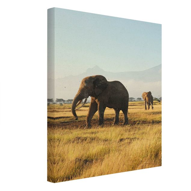 Billeder bjerge Elephants In Front Of Kilimanjaro In Kenya