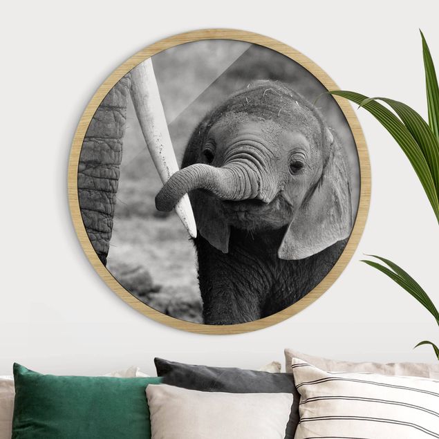 Billeder elefanter Baby Elephant