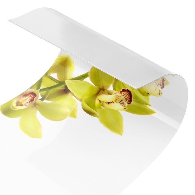 Stænkplader Elegant Orchid Waters
