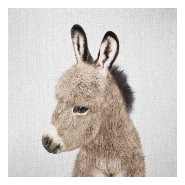 Billeder sort og hvid Donkey Ernesto