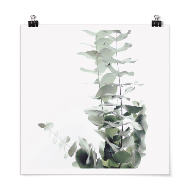 Billeder blomster Eucalyptus In White Light