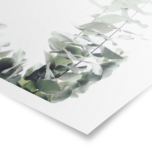 Billeder grøn Eucalyptus In White Light