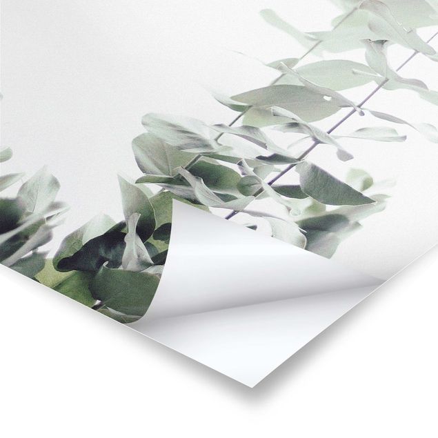 Billeder Eucalyptus In White Light