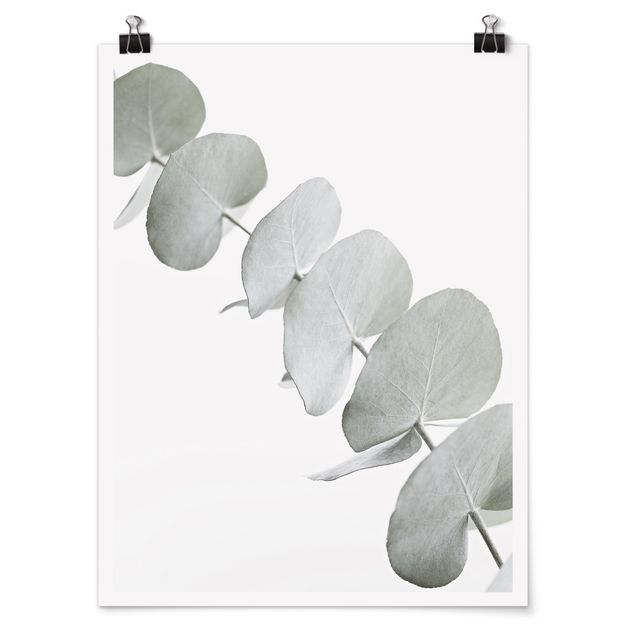 Billeder blomster Eucalyptus Branch In White Light