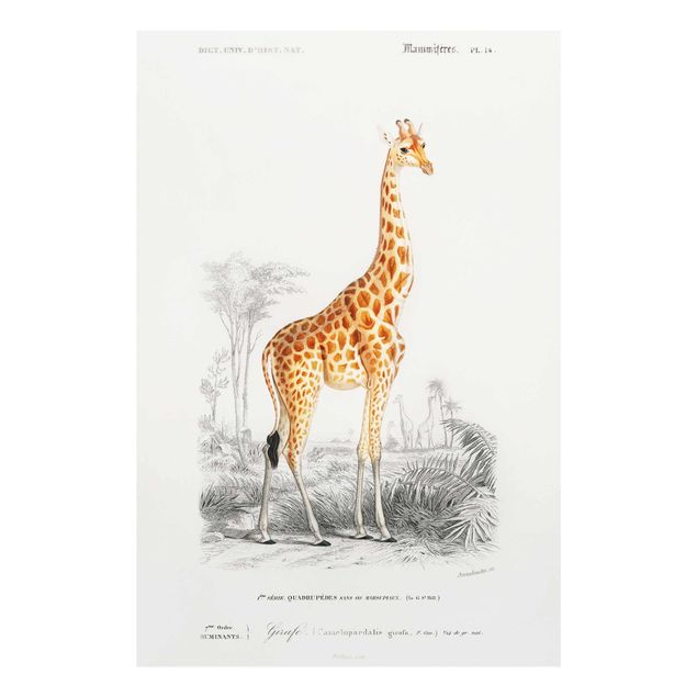 Billeder retro Vintage Board Giraffe