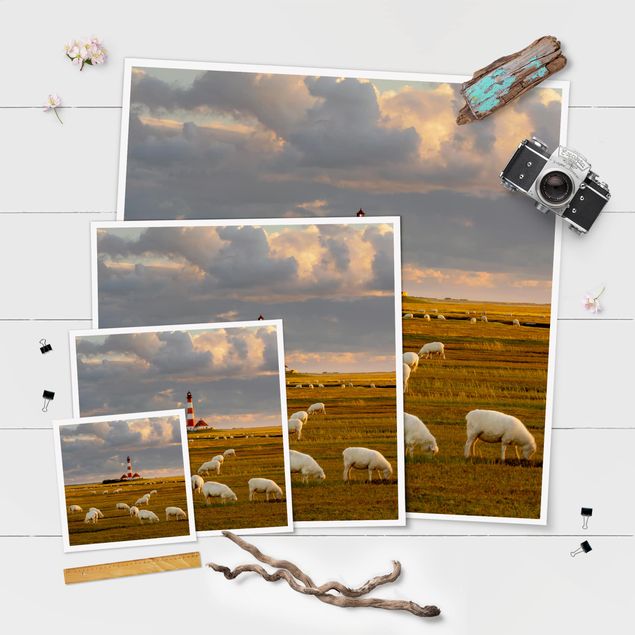 Billeder grøn North Sea Lighthouse With Flock Of Sheep
