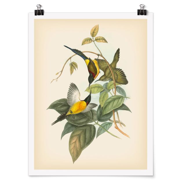 Billeder blomster Vintage Illustration Tropical Birds IV