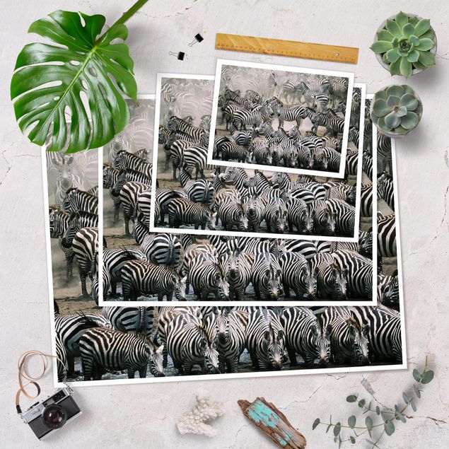 Plakater Zebra Herd
