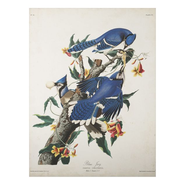 Billeder blomster Vintage Board Blue Jays
