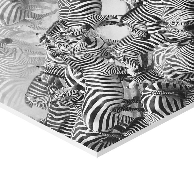 Billeder Zebra herd II