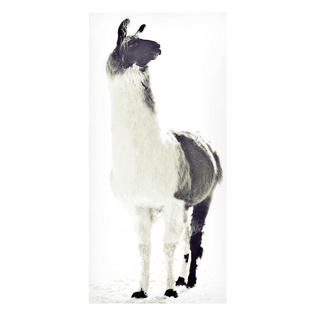 Magnettavler dyr Fluffy llama