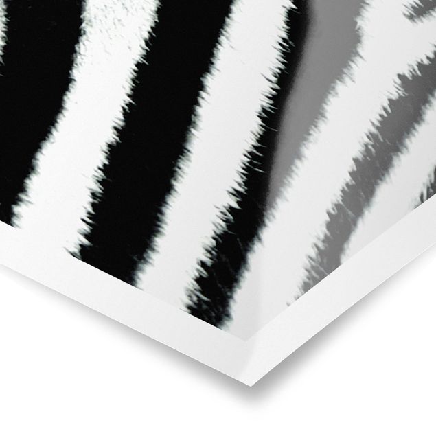 Billeder sort og hvid Zebra Crossing