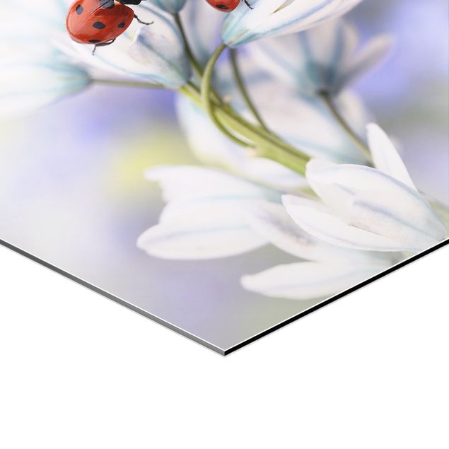 Billeder Ladybug On Flowers
