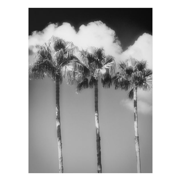 Billeder landskaber Palm Trees Against The Sky Black And White