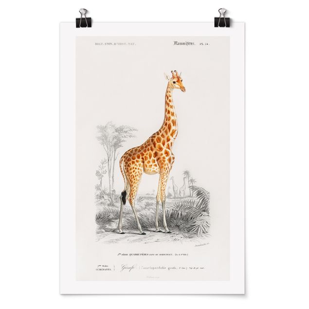 Plakater dyr Vintage Board Giraffe