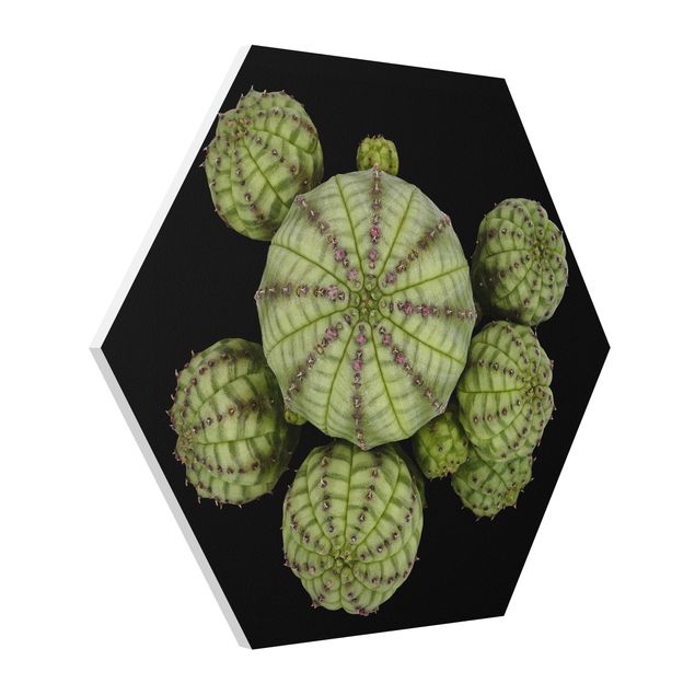 Billeder moderne Euphorbia - Spurge Urchins