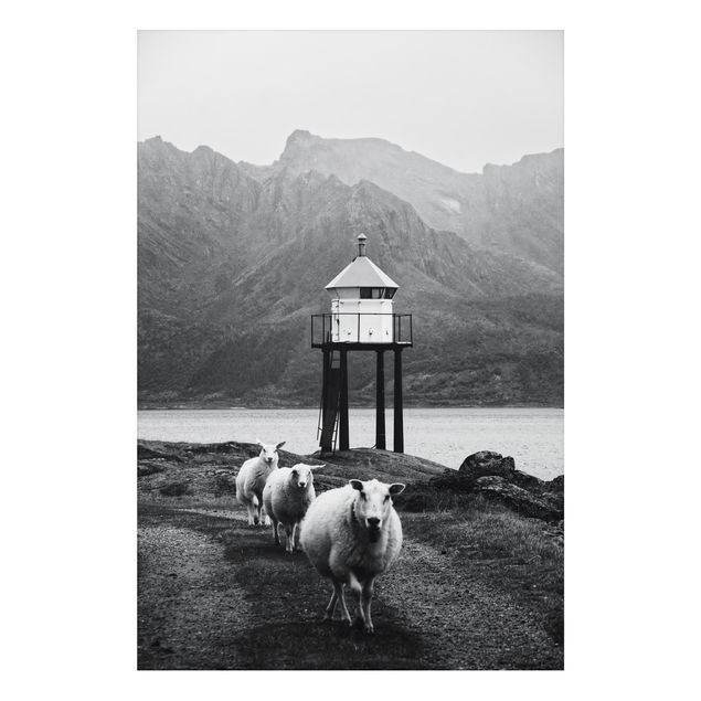 Billeder moderne Three Sheep On the Lofoten