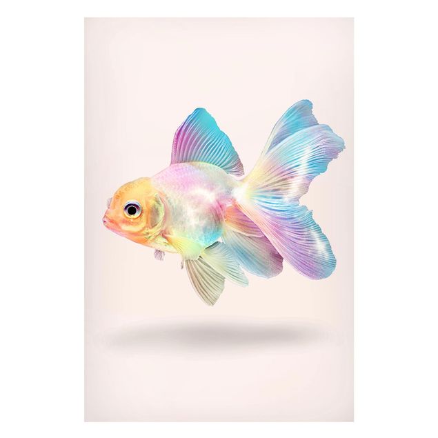 Billeder fisk Fish In Pastel