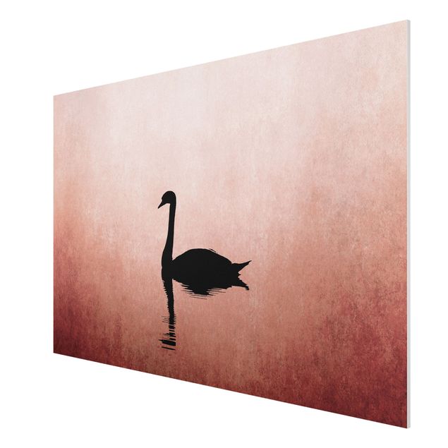 Billeder kunsttryk Swan In Sunset