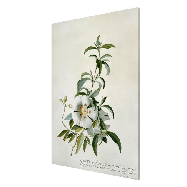 Magnettavler blomster Georg Dionysius Ehret - Rockrose
