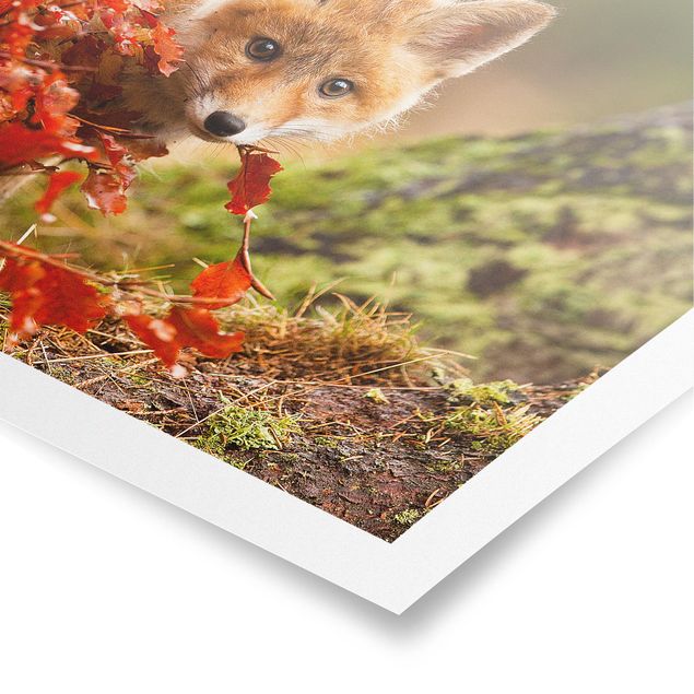 Billeder blomster Fox In Autumn
