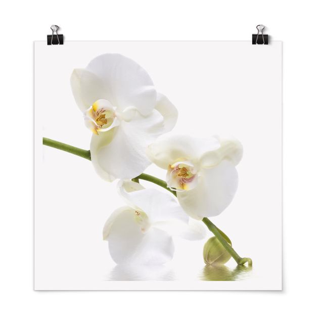 Plakater blomster White Orchid Waters