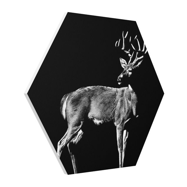 Billeder dyr Deer In The Dark