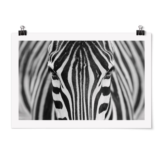 Plakater dyr Zebra Look