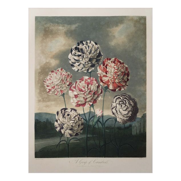 Billeder blomster Botany Vintage Illustration Blue And Red Carnations