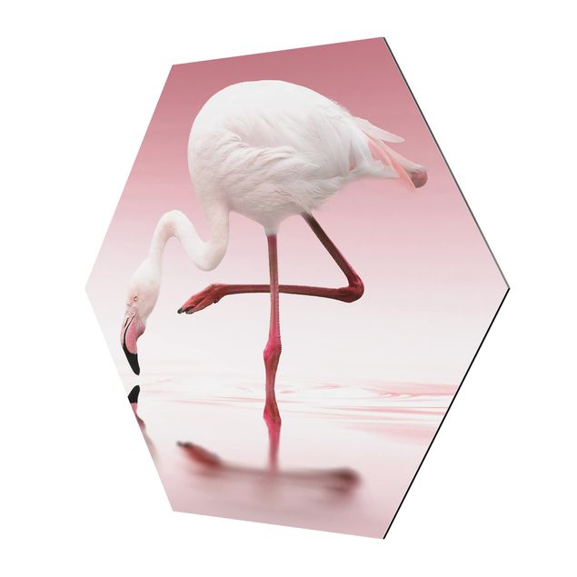 Billeder Flamingo Dance
