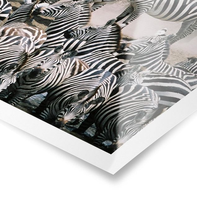 Billeder sort og hvid Zebra Herd