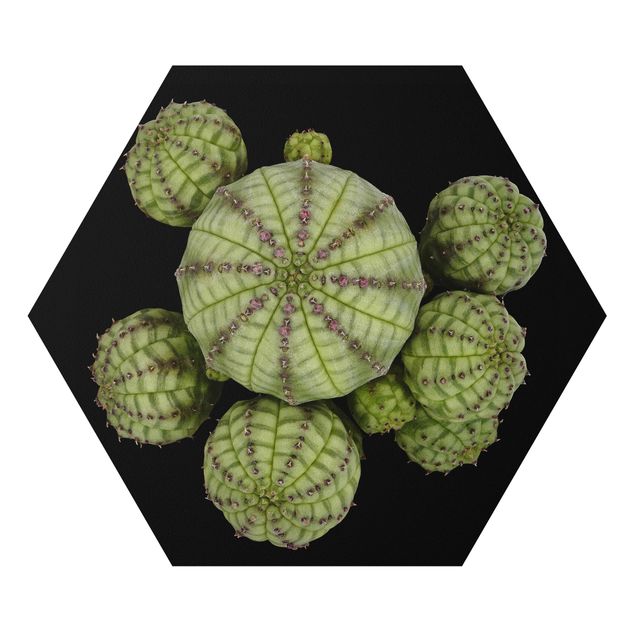 Forex Euphorbia - Spurge Urchins
