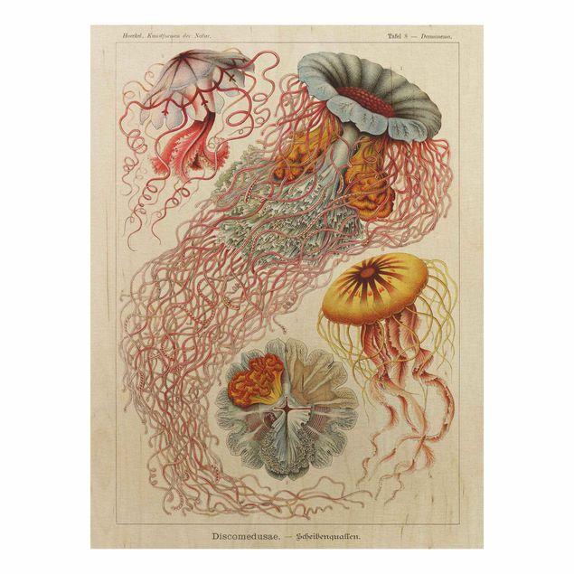 Prints på træ vintage Vintage Board Jellyfish