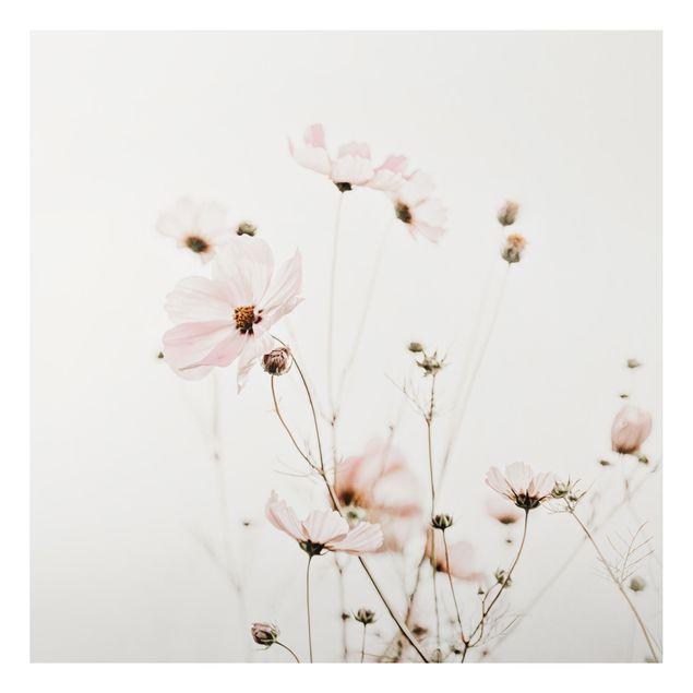 Billeder blomster Garden Cosmos In Soft Cream Tones