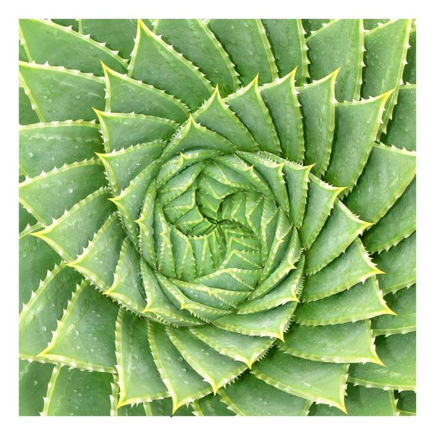 Selvklæbende folier mønstre Spiral Aloe