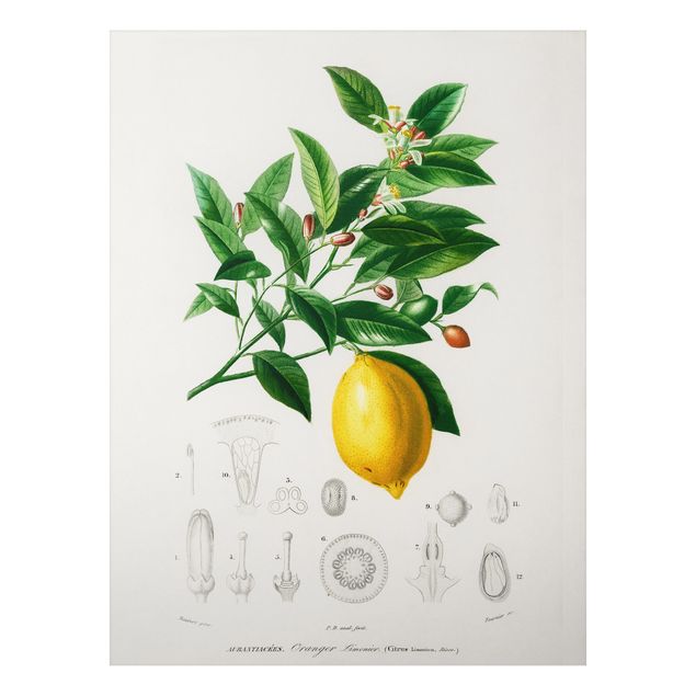 Billeder frugt Botany Vintage Illustration Of Lemon