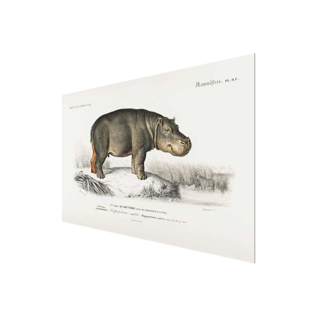 Billeder natur Vintage Board Hippo