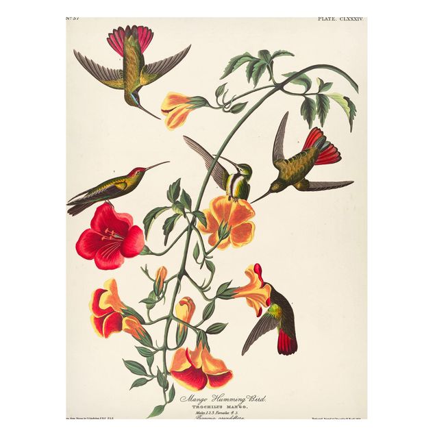 Magnettavler blomster Vintage Board Mango Hummingbirds