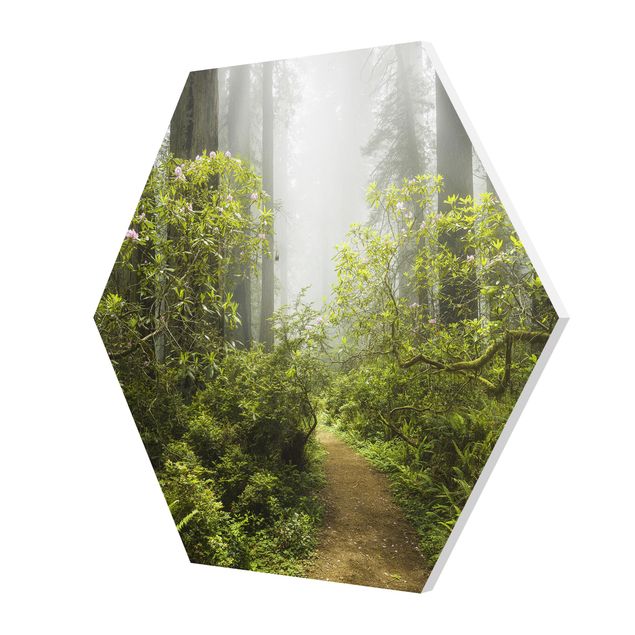Forex Misty Forest Path