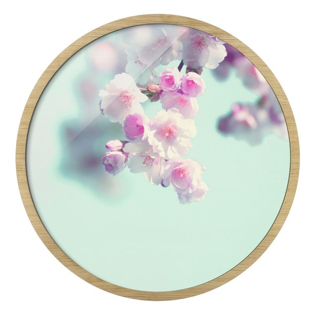 Billeder lyserød Colourful Cherry Blossoms