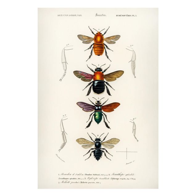 Magnettavler dyr Vintage Board Insects