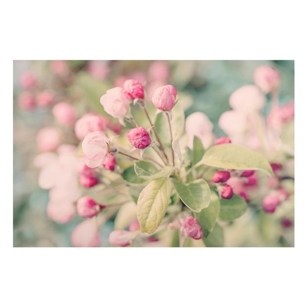 Magnettavler blomster Apple Blossom Bokeh Light Pink