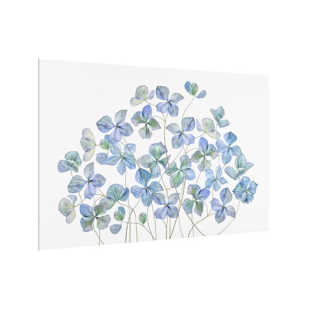Stænkplader glas Blue Hydrangea Flowers