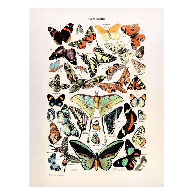 Billeder sommerfugle Vintage Board Butterflies And Moths